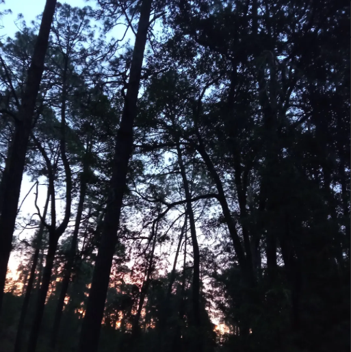 El bosque de noche